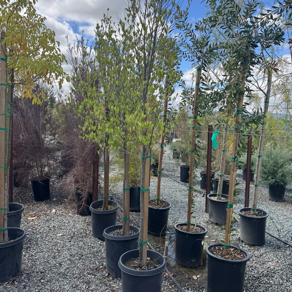 Compacta Carolina Cherry Laurel