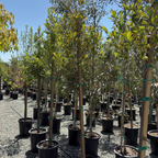 Compacta Carolina Cherry Laurel