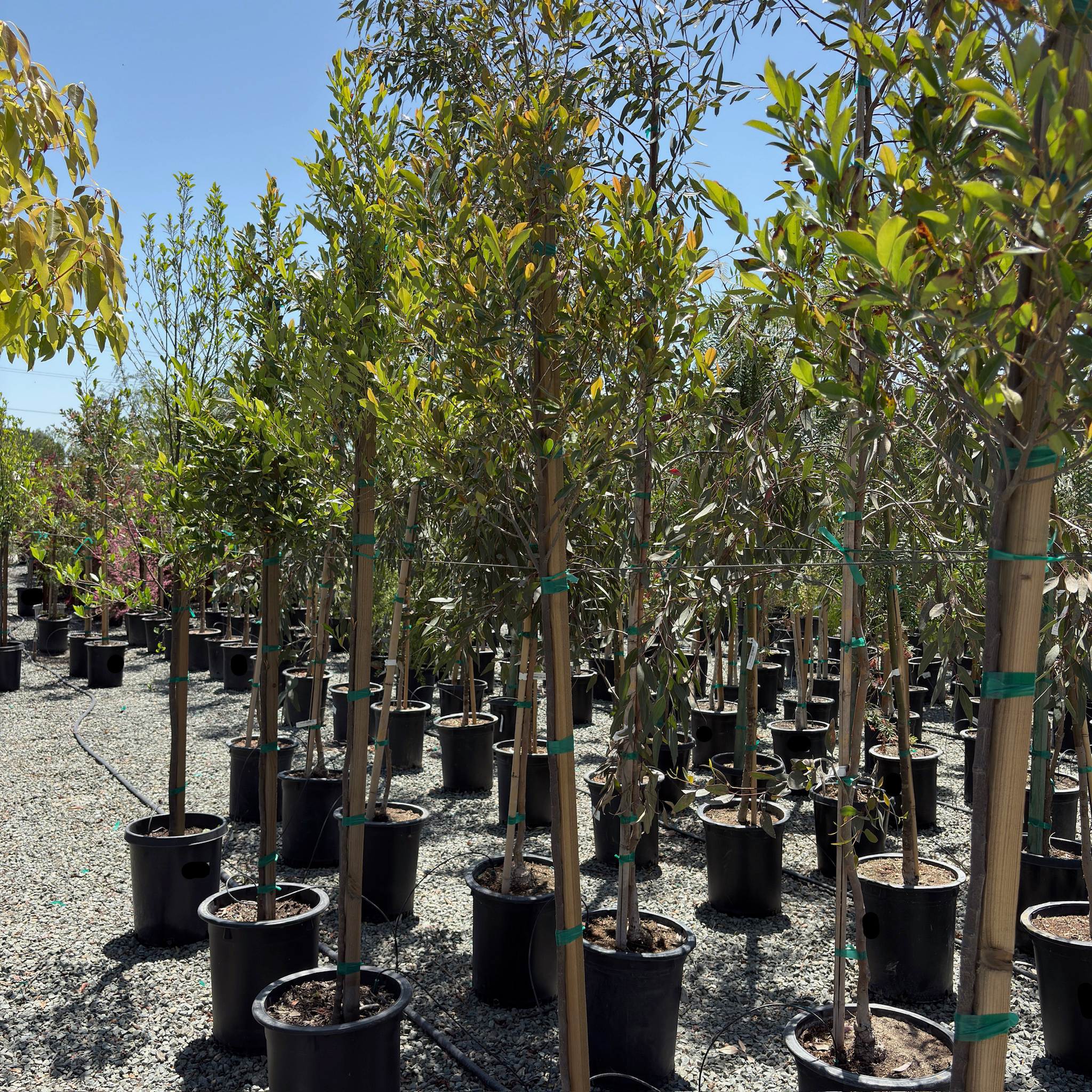 Compacta Carolina Cherry Laurel