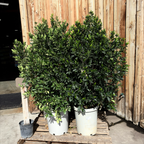 Compacta Carolina Cherry Laurel
