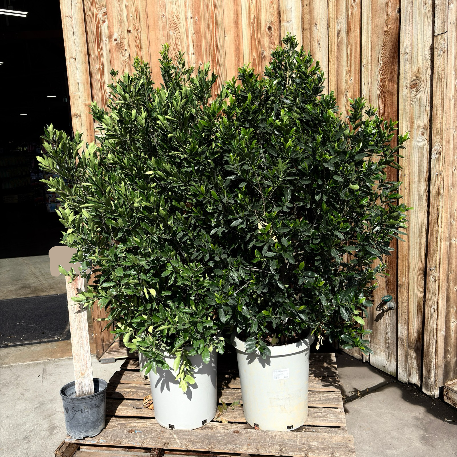 Compacta Carolina Cherry Laurel