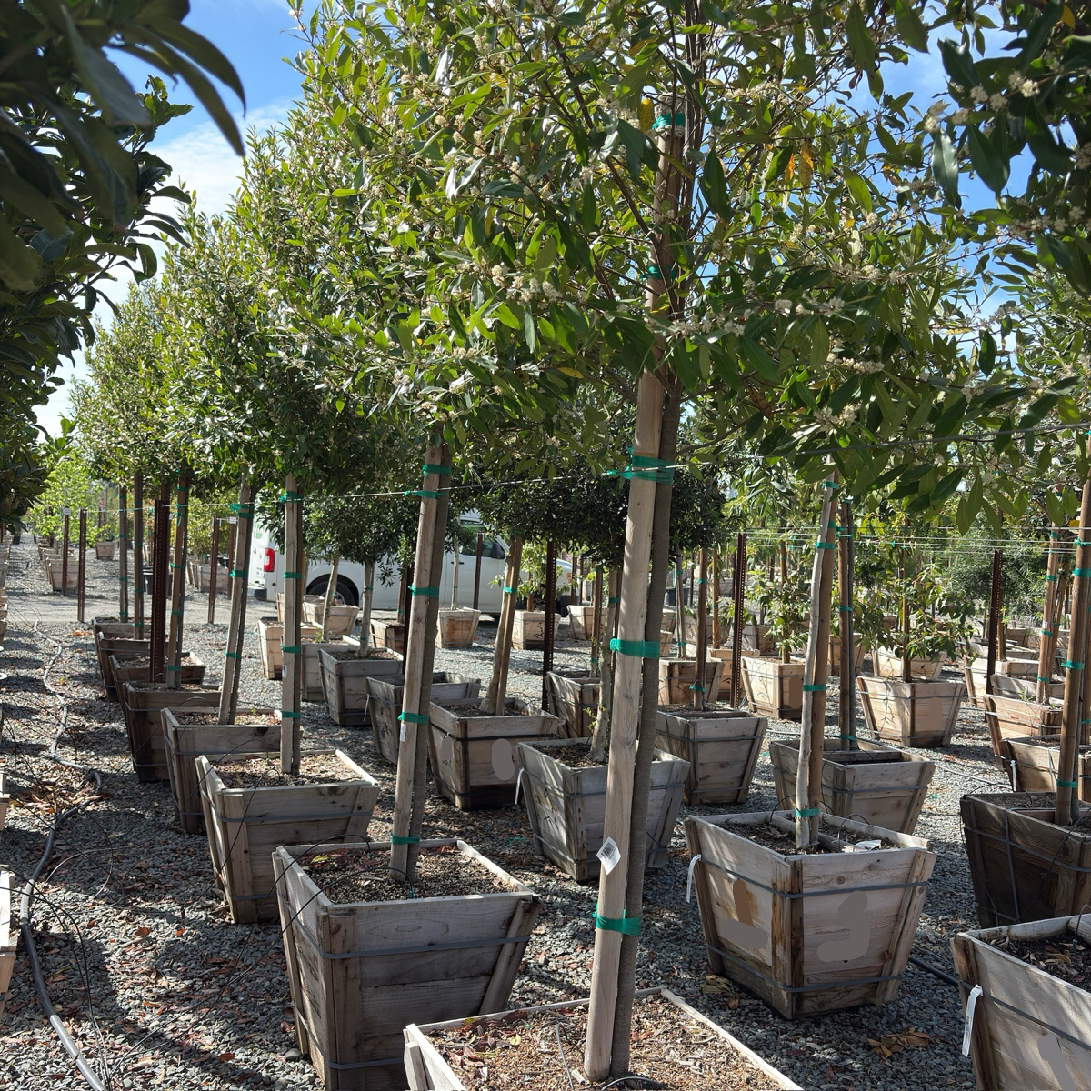 Compacta Carolina Cherry Laurel
