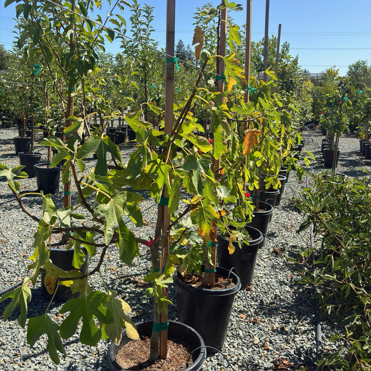Conadria Fig