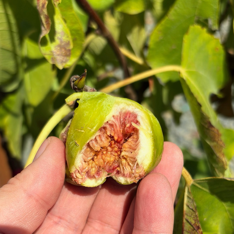 Conadria Fig