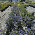 Concha California Lilac