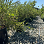 Concha California Lilac