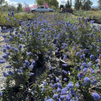 Concha California Lilac