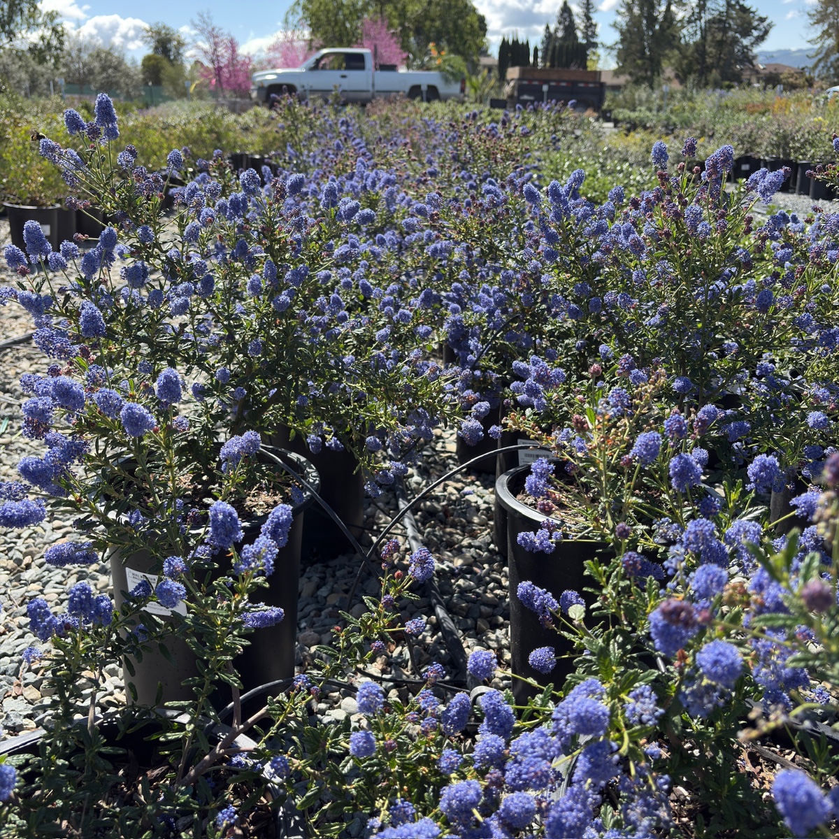 Concha California Lilac