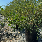 Concha California Lilac