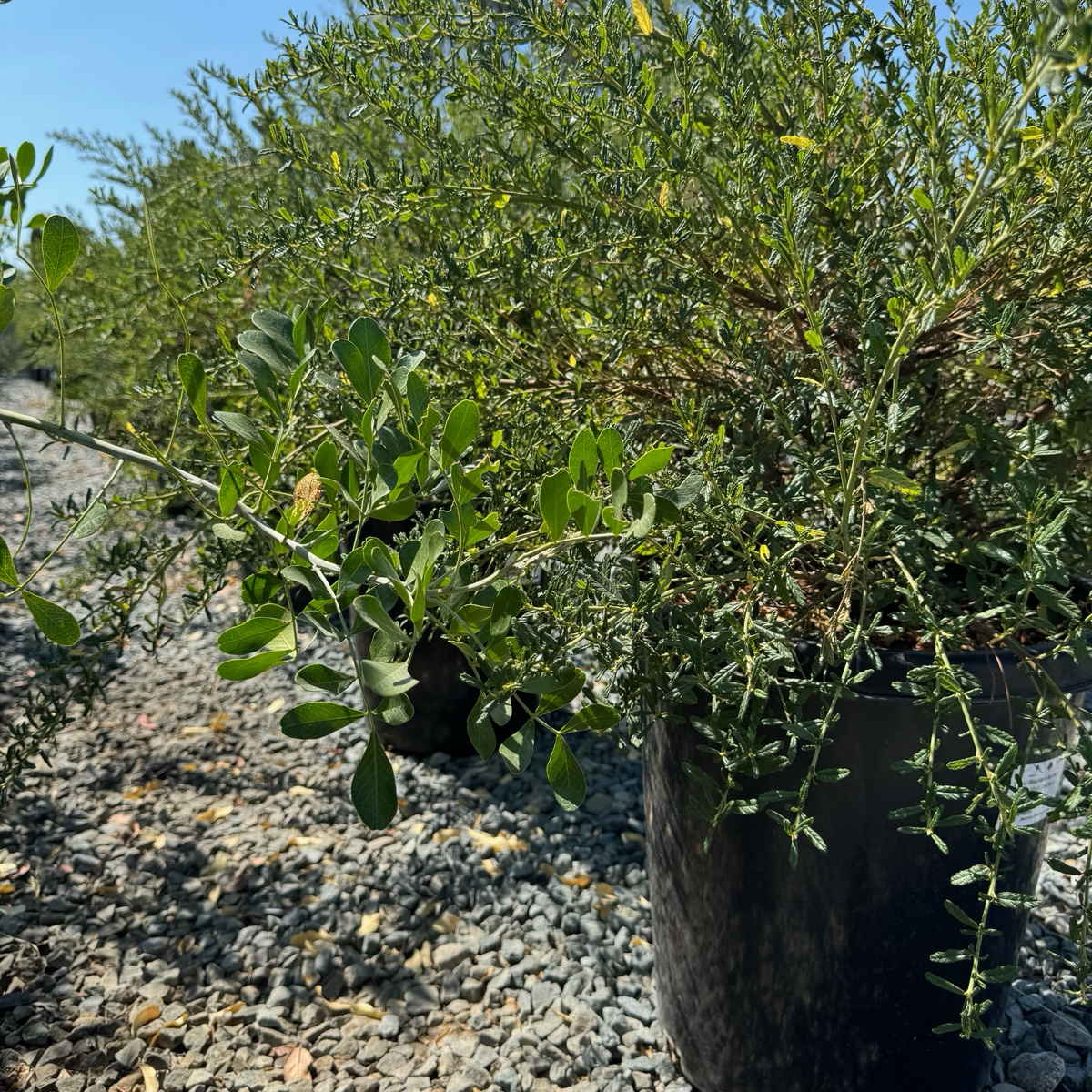 Concha California Lilac