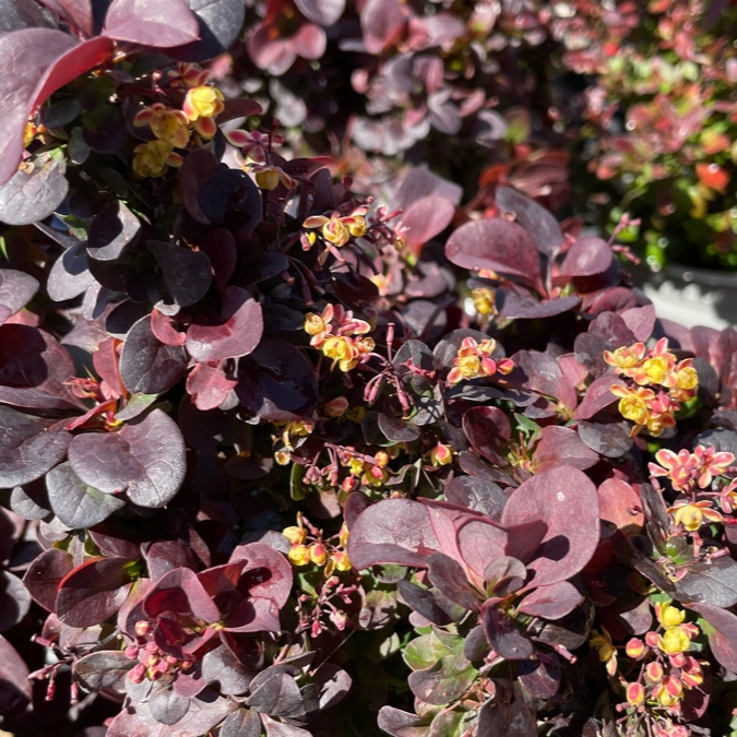 Close-up of a Concorde Barberry plant with purple leaves and small yellow flowers.