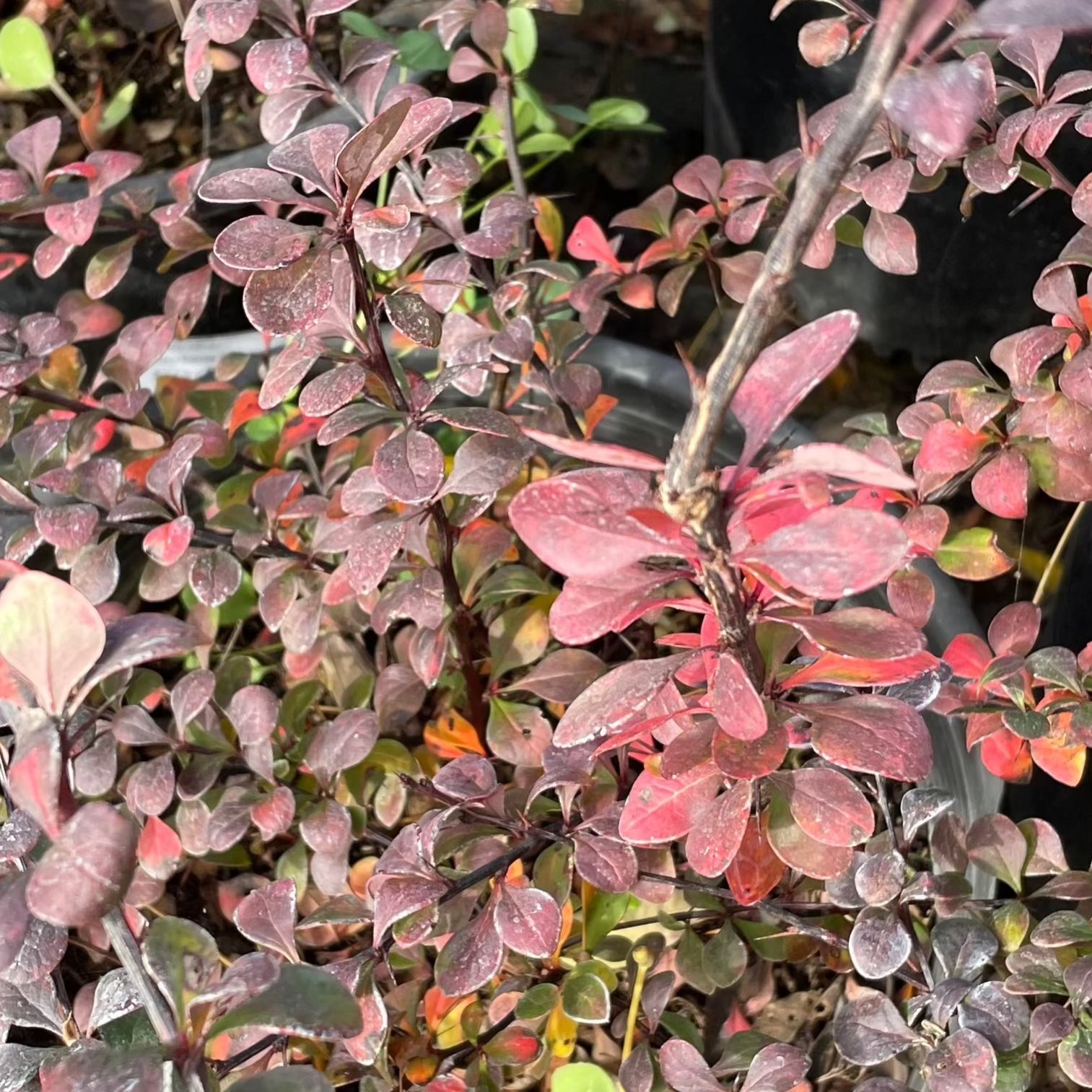 Close-up of a Concorde Barberry plant with pink and green leaves
