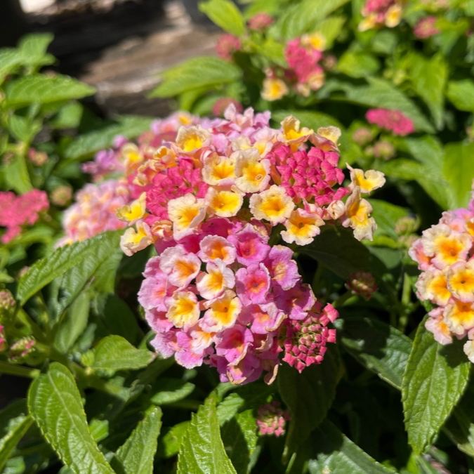 Confetti Spreading Lantana