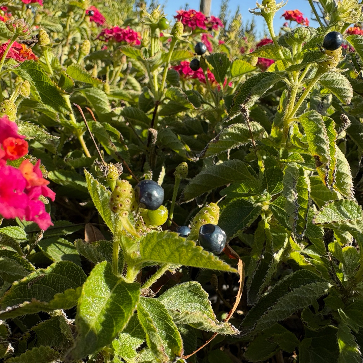 Confetti Spreading Lantana