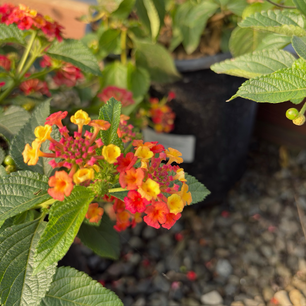 Confetti Spreading Lantana