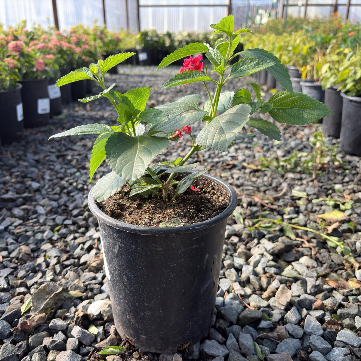 Confetti Spreading Lantana