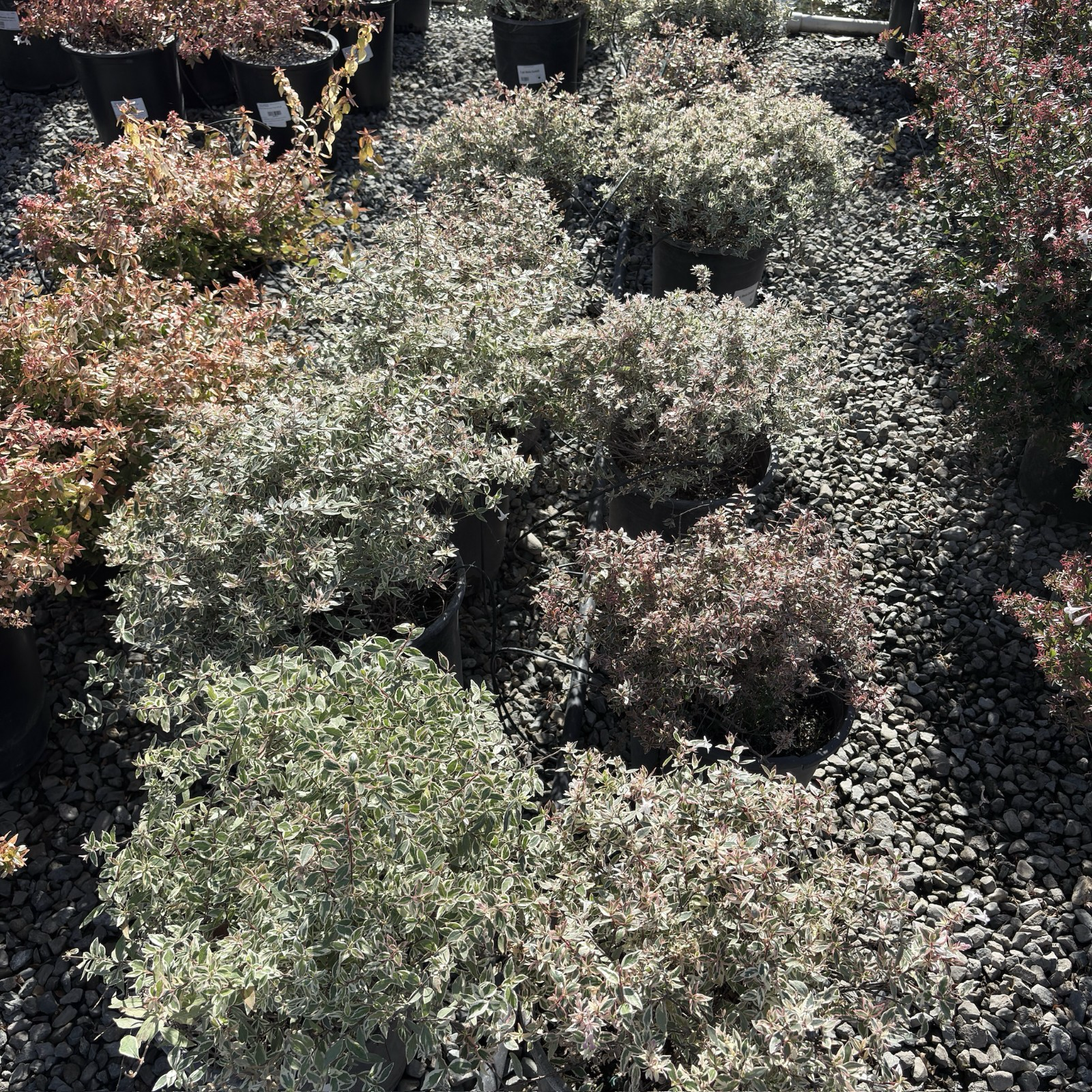 Row of Confetti Variegated Glossy Abelia shrubs in 5 gallon pots on a gravel surface
