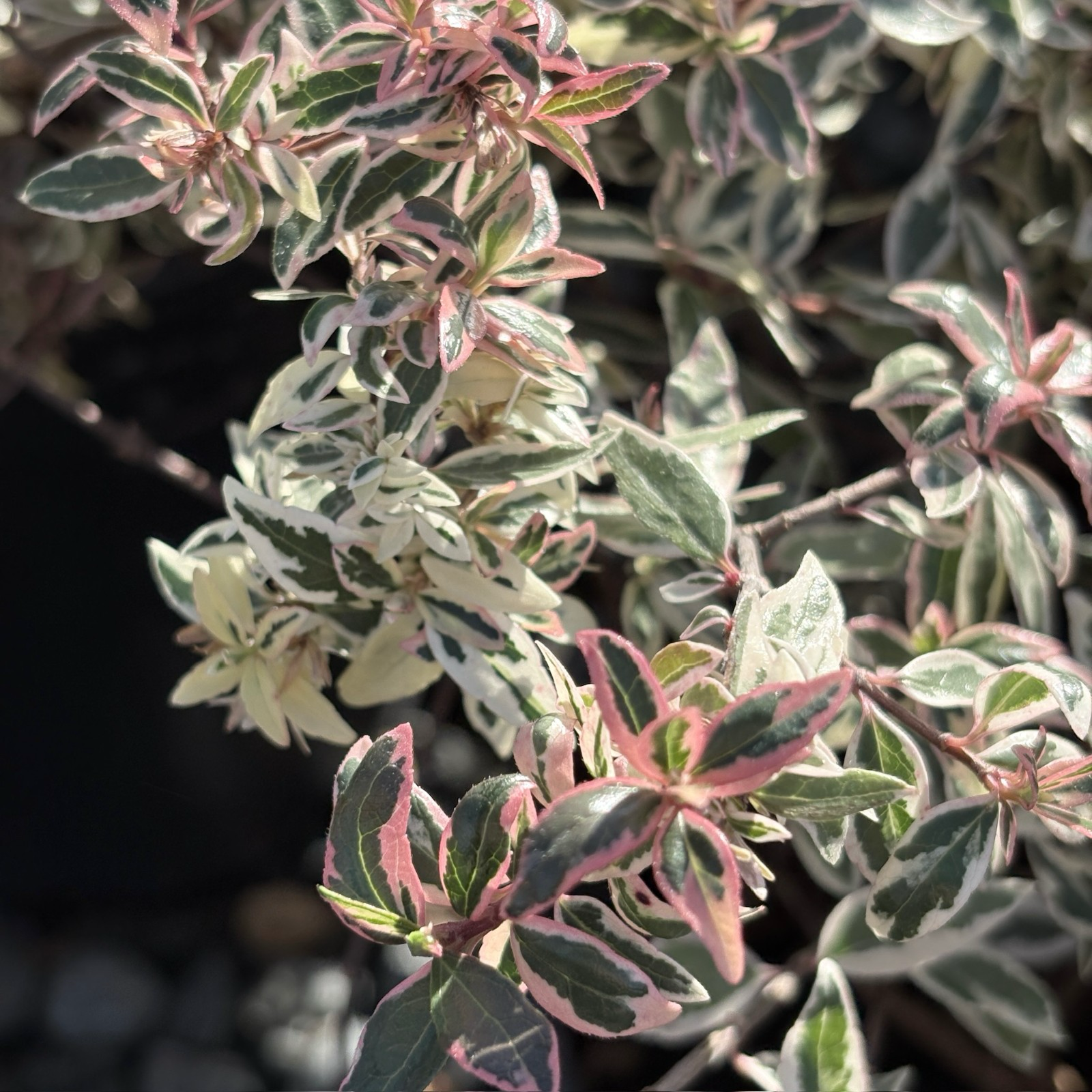 Close-up of a Confetti Variegated Glossy Abelia with green and pink leaves against a dark background