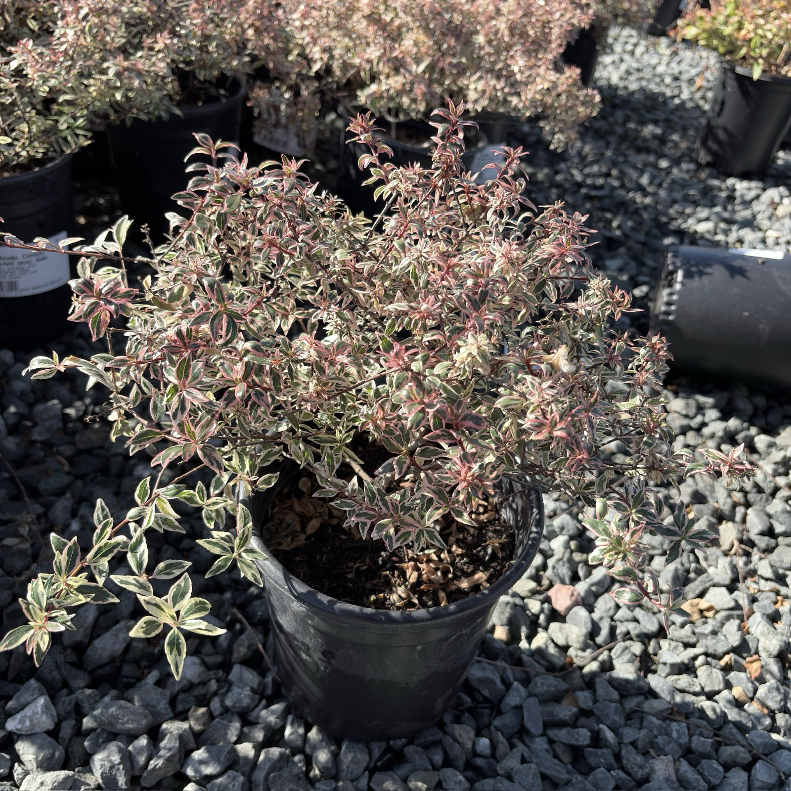 Potted Confetti Variegated Glossy Abelia with variegated leaves on a bed of small stones