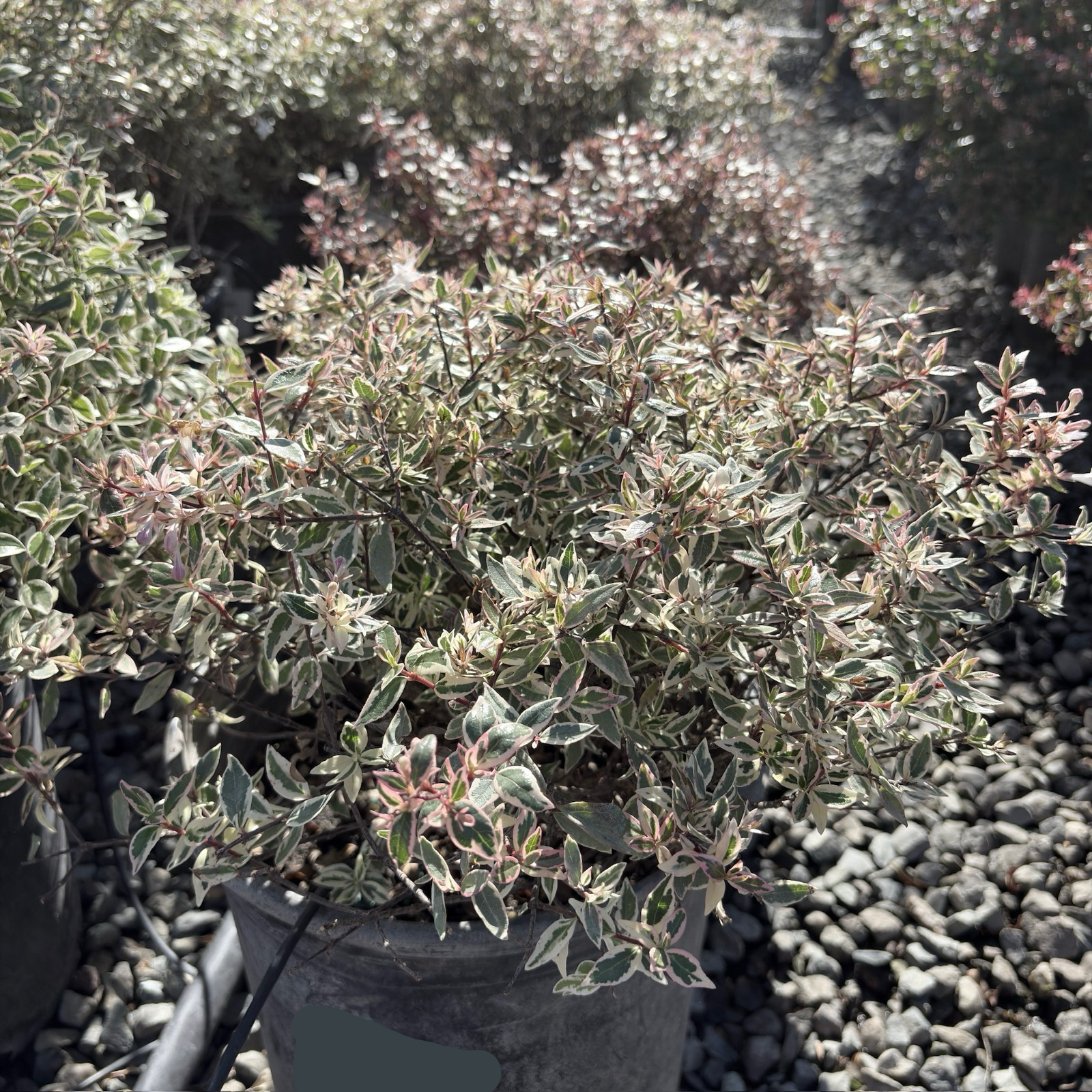 Small potted Confetti Variegated Glossy Abelia with variegated leaves on a gravelly surface