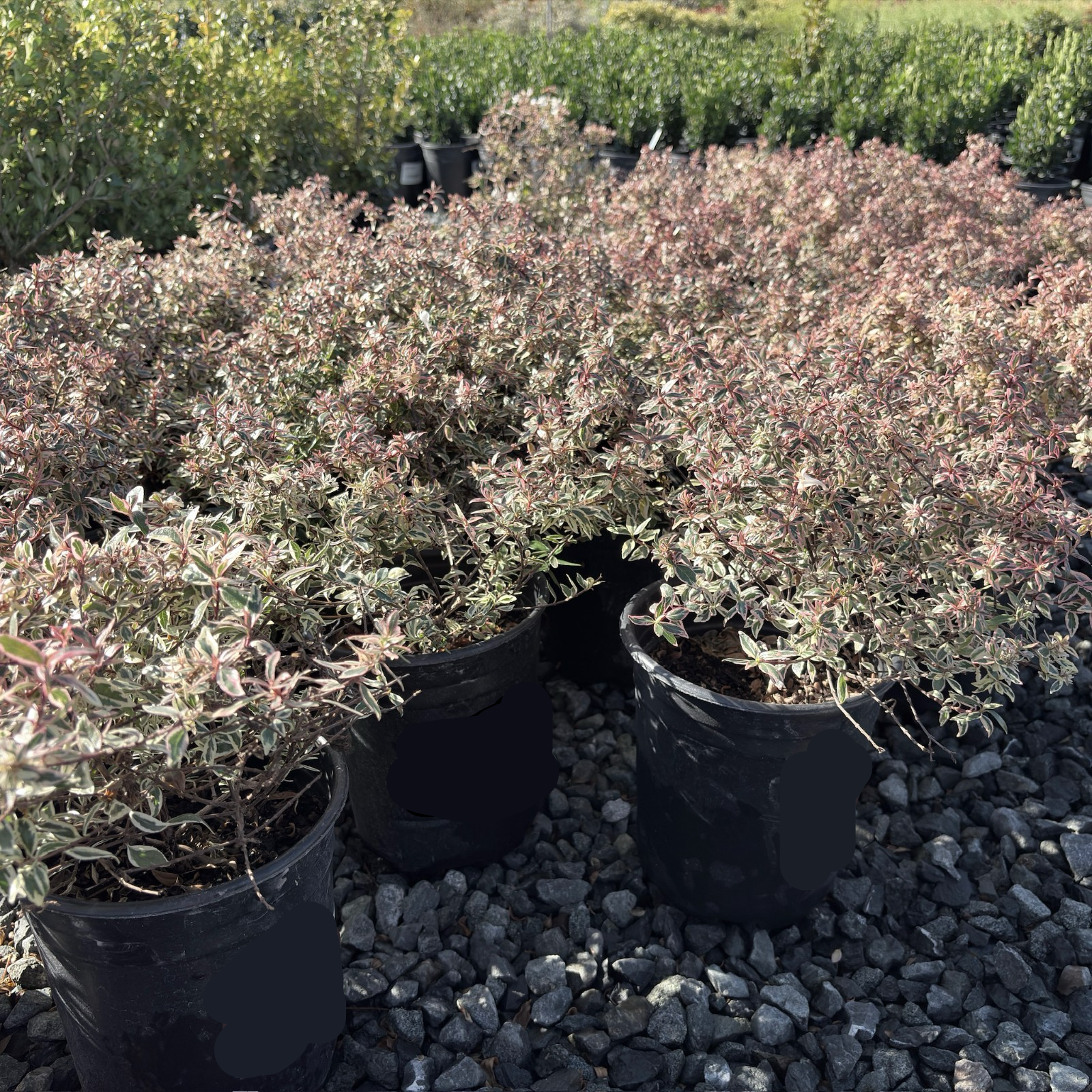 5 gallon Confetti Variegated Glossy Abelia on a bed of small stones in victory nursery