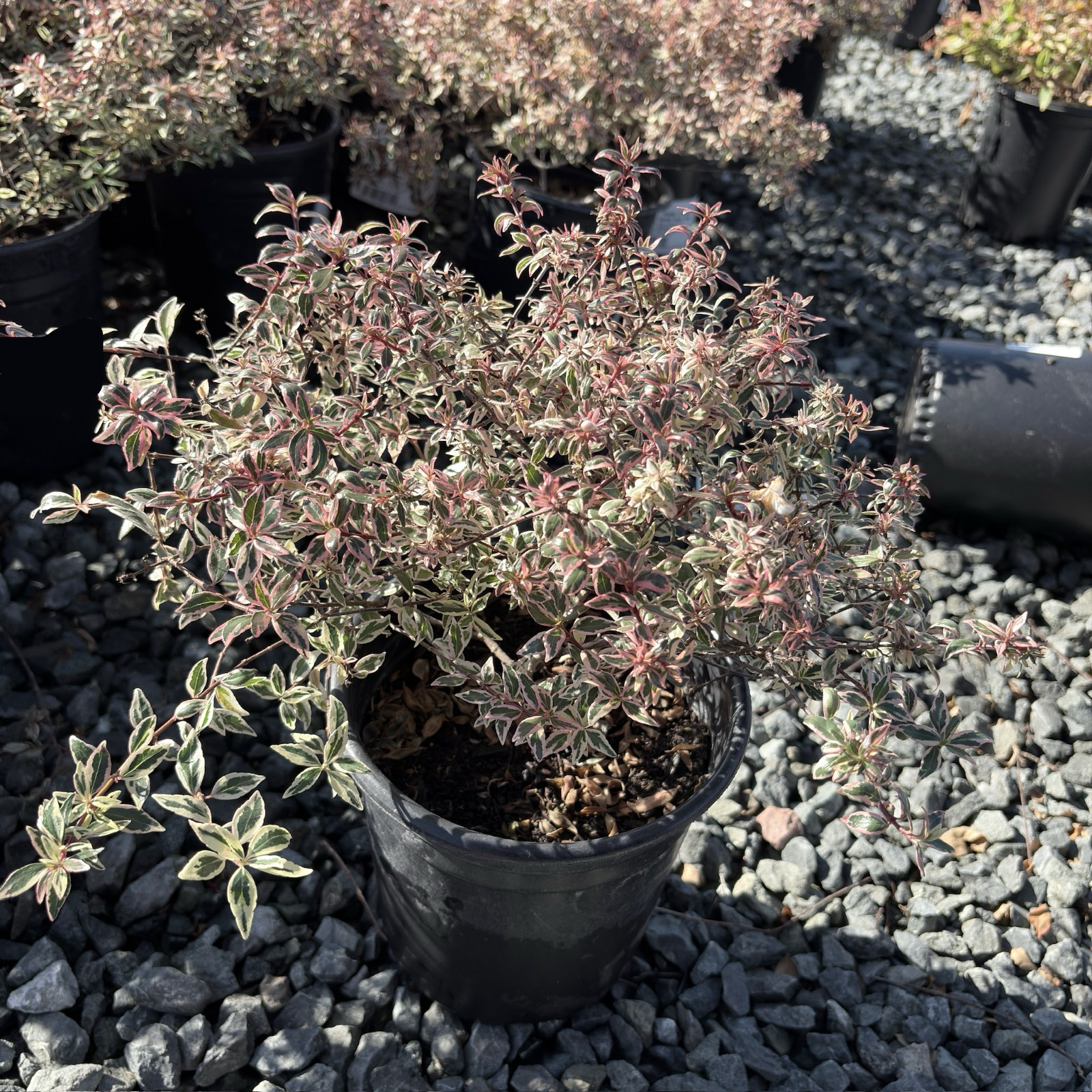 Potted Confetti Variegated Glossy Abelia with variegated leaves on a bed of small stones