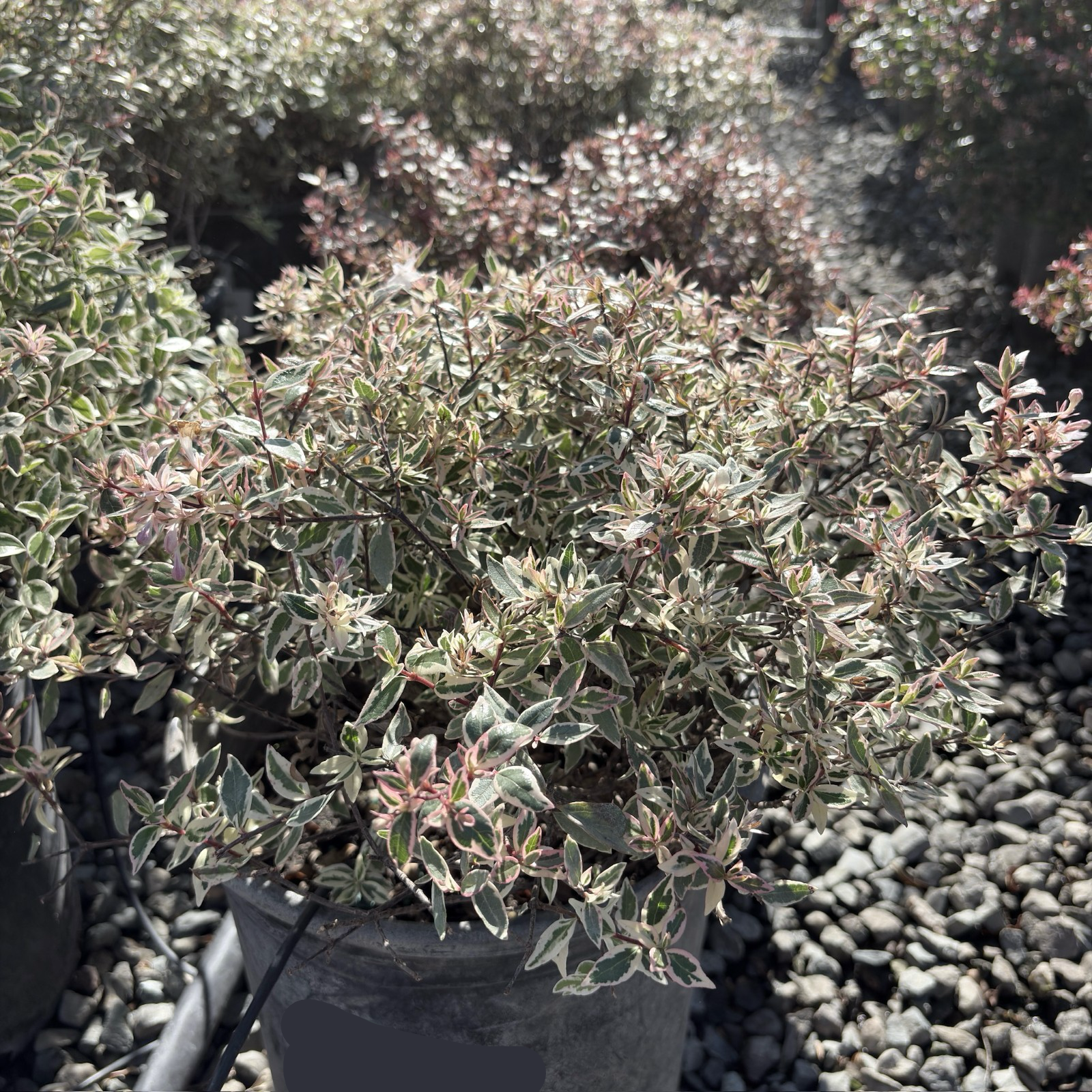 Small potted Confetti Variegated Glossy Abelia with variegated leaves on a gravelly surface
