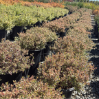Confetti Variegated Glossy Abelia