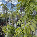 Cooke’s Purple Wisteria