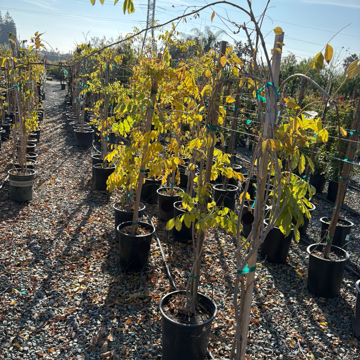 Cooke's Purple Wisteria | Rich Violet Flower Vine – Victory Nursery