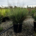 Coolvista Dianella