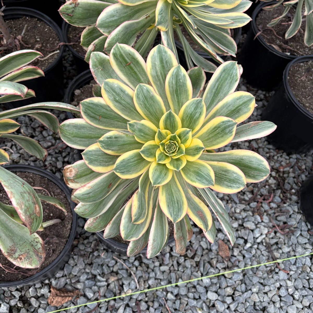 ann arbor succulents Copper Pinwheel Aeonium