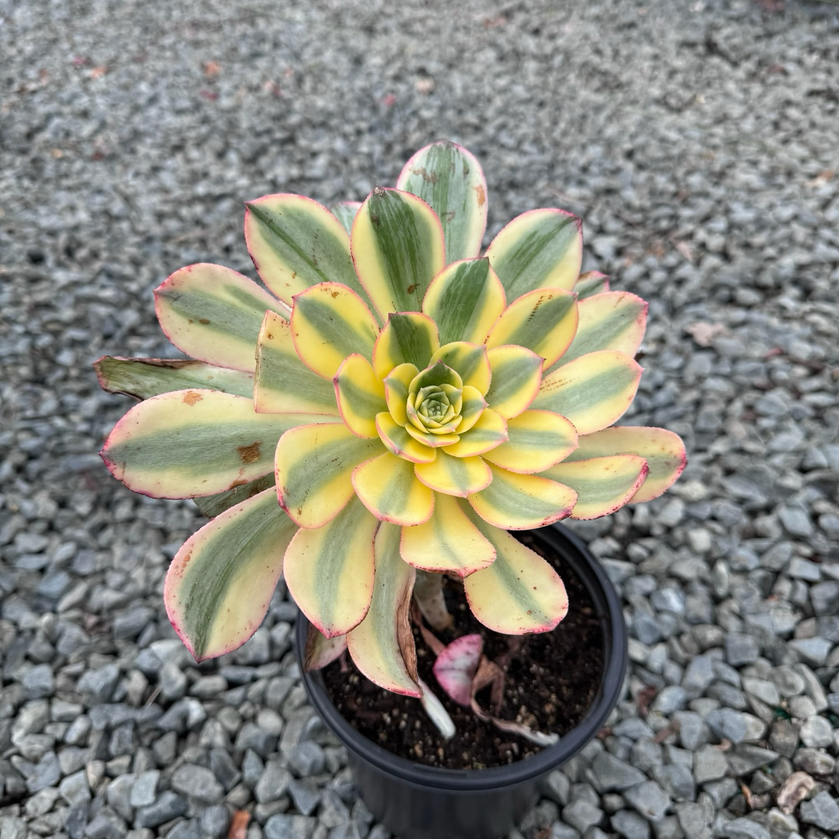 copper pinwheel succulent Copper Pinwheel Aeonium