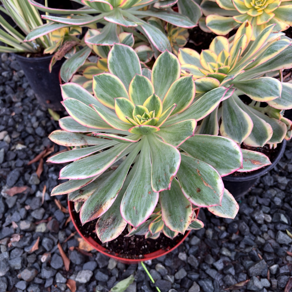 copper pinwheel succulent care Copper Pinwheel Aeonium