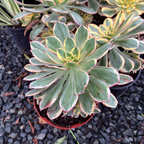 Copper Pinwheel