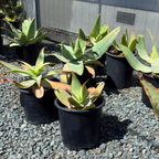 Coral Aloe