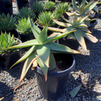 Coral Aloe
