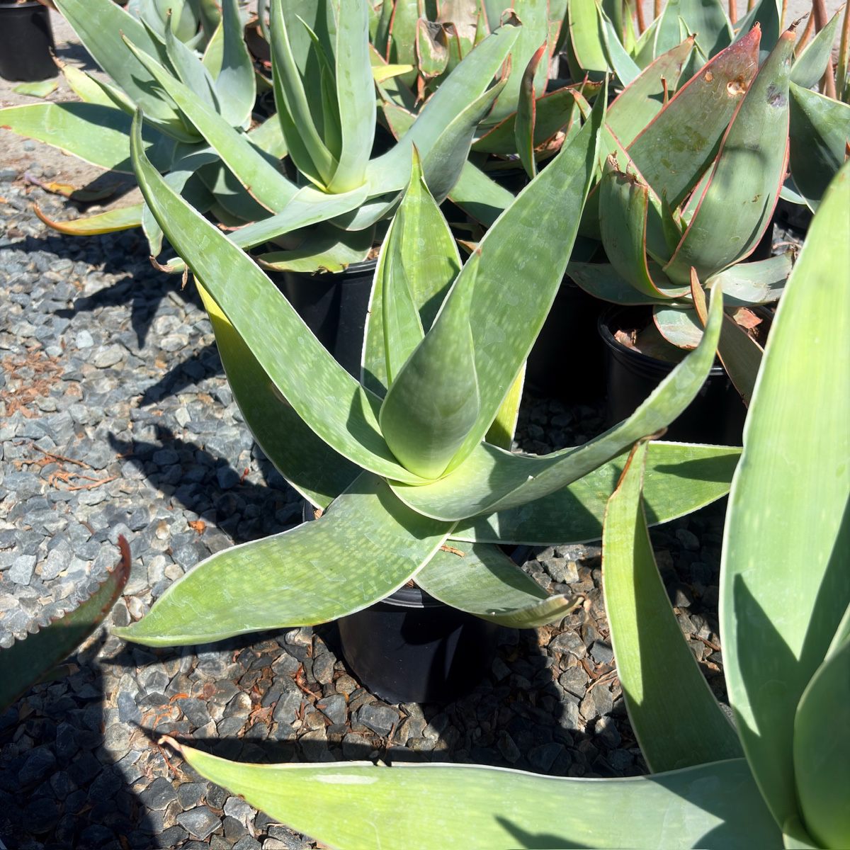 Coral Aloe