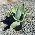 Coral Aloe