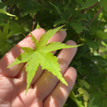 Hand holding a Coral Bark Maple leaf with a blurred green background