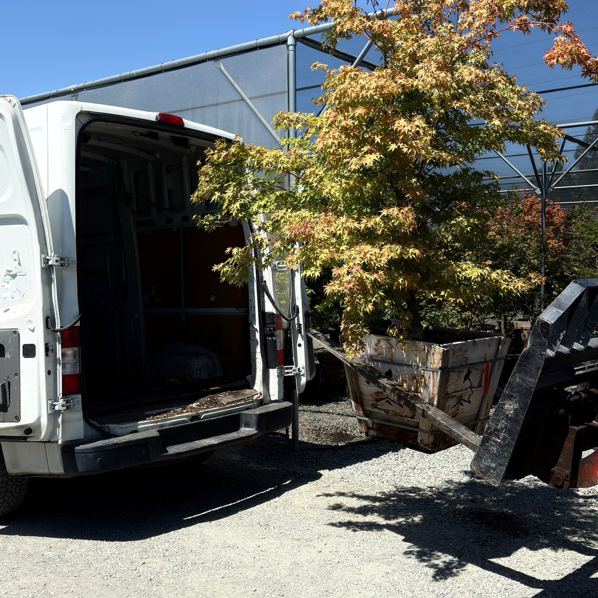 White van with open back door next to a wooden cart with a Acer palmatum ‘Sango Kaku’, commonly known as the Coral Bark Japanese Maple on a sunny day.