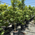 Row of potted Acer palmatum ‘Sango Kaku’ trees in a nursery setting with a clear blue sky.