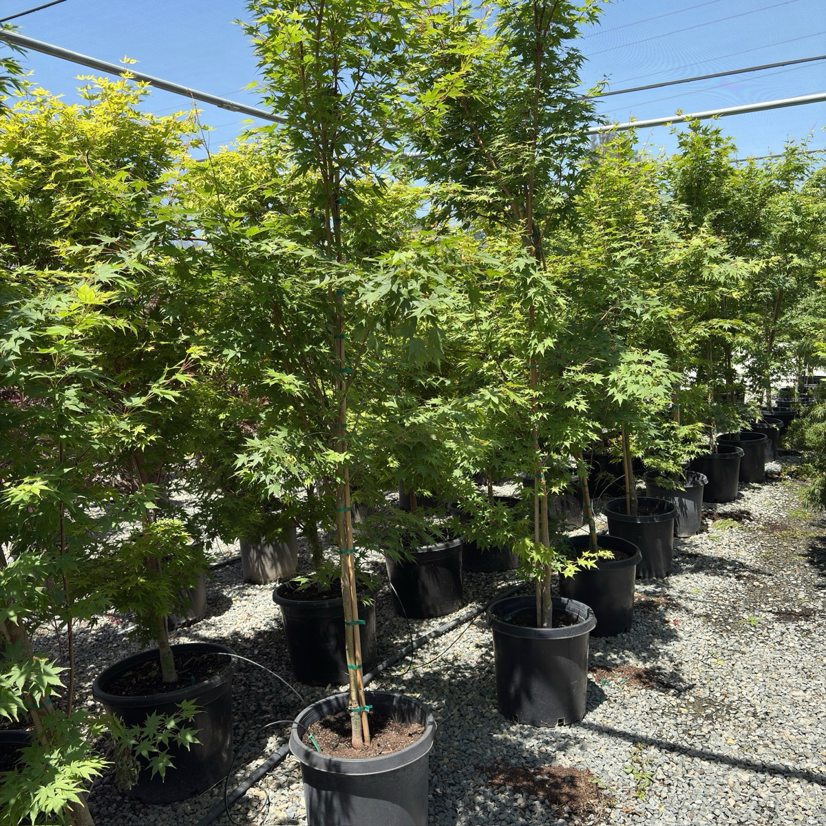 Row of potted Acer palmatum ‘Sango Kaku’ trees in a nursery setting with a clear blue sky.