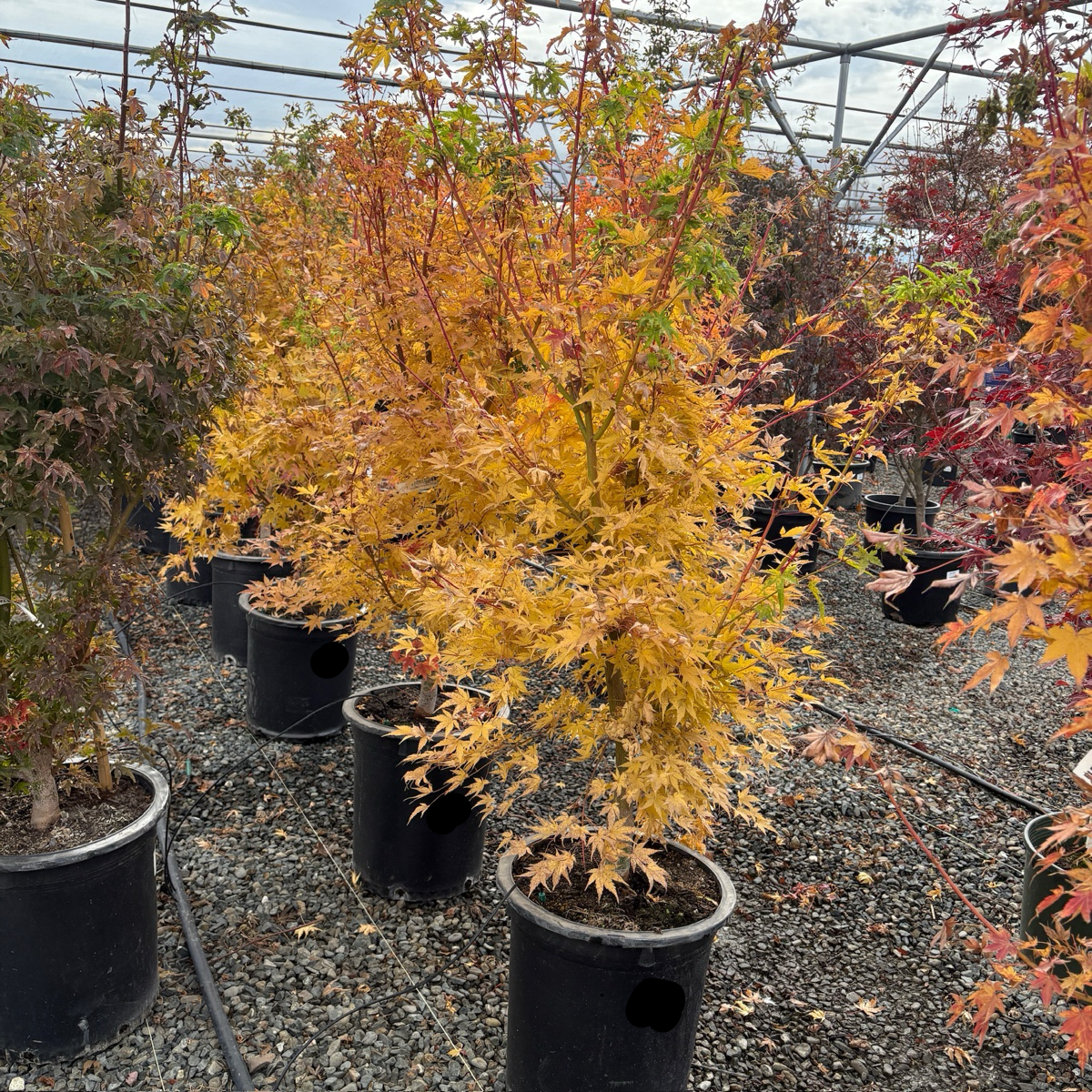 Potted  Coral Bark Japanese Maple with yellow leaves in a greenhouse setting