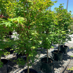 Coral_Bark_Maple