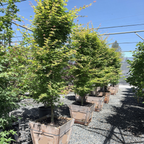 Coral_Bark_Maple