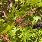 Close-up of Coral Bark Maple leaves with pink buds on a blurred natural background