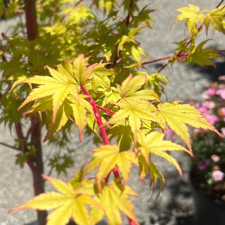 Close-up of a Coral Bark Maple with vibrant green and yellow leaves.