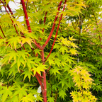 Coral Bark Maple leaves with red stems in a garden setting 