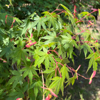 Close-up of Sango Kaku Japanese Maple leaves with red seed pods against a blurred natural background